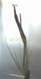  Disc floret